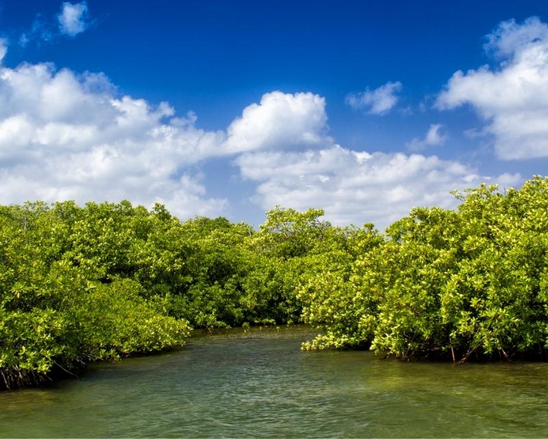 ACEN Ayala Mangrove in Iloilo