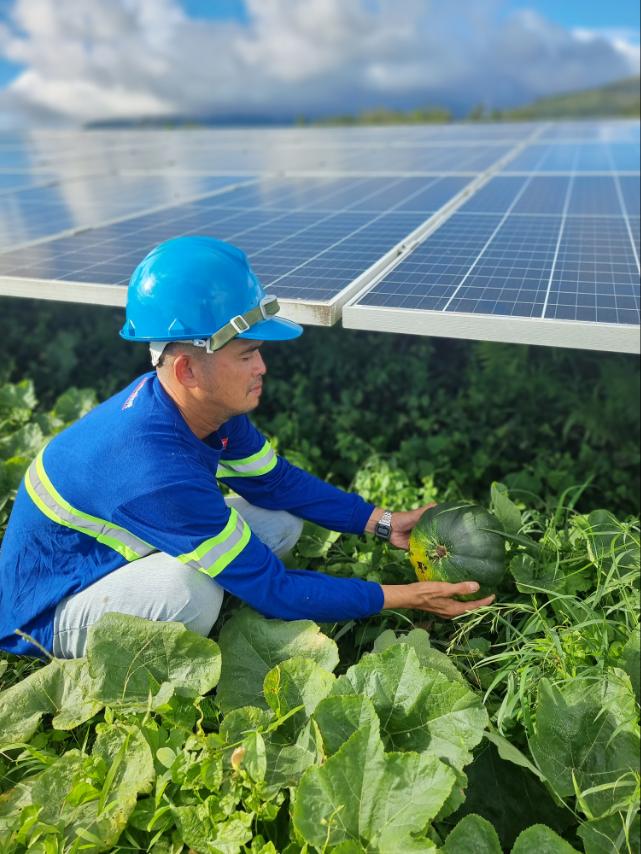 Agrivoltaics in Alaminos Solar