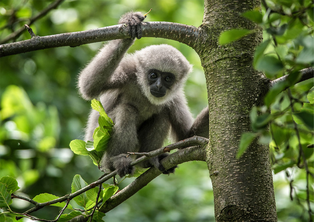 Javan gibbon