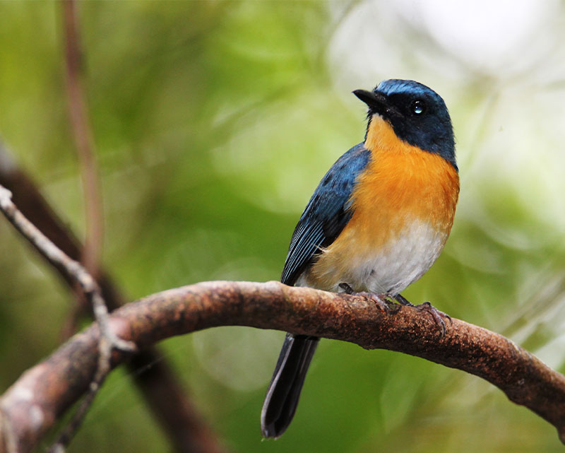 Mangrove fly catcher