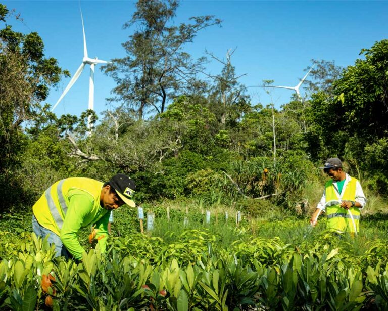 Wind power firm reforests Pagudpud