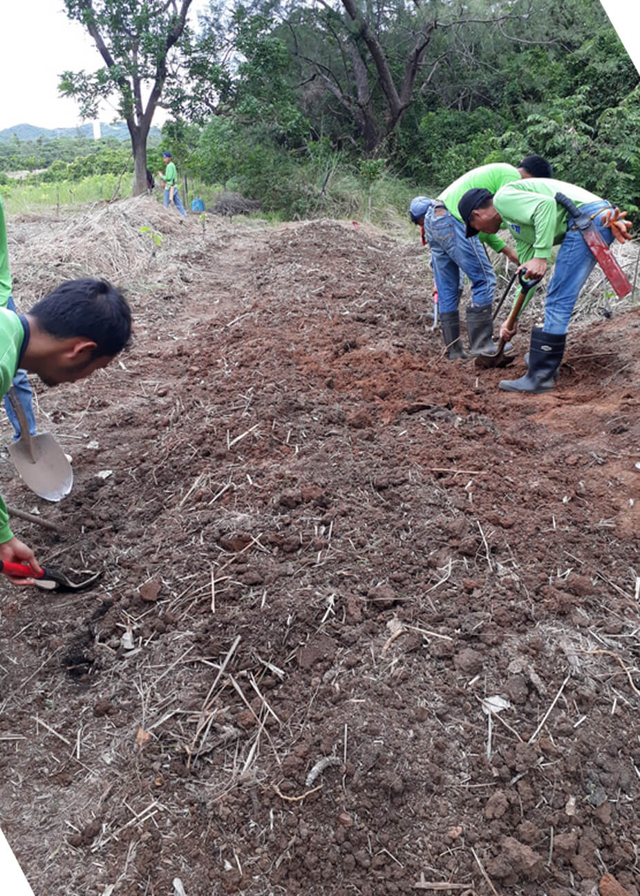 Agro-forestry project gains ground - 2