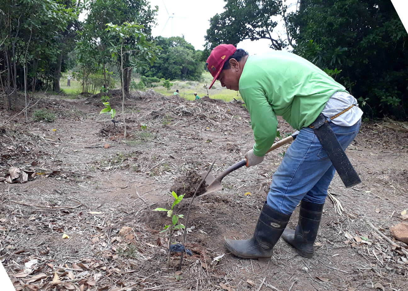 Agro-forestry project gains ground - 3