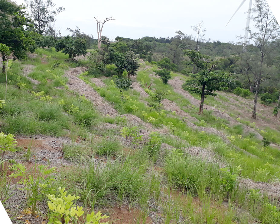 Agro forestry project gains ground