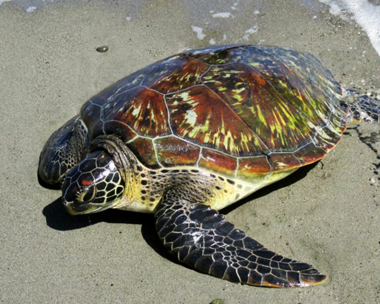 hawksbill turtle ac energy