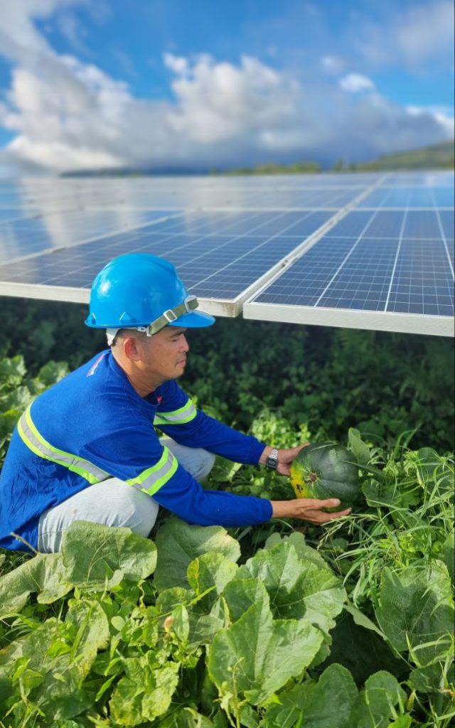 agrivoltaics-at-ACEN-solar-farms-