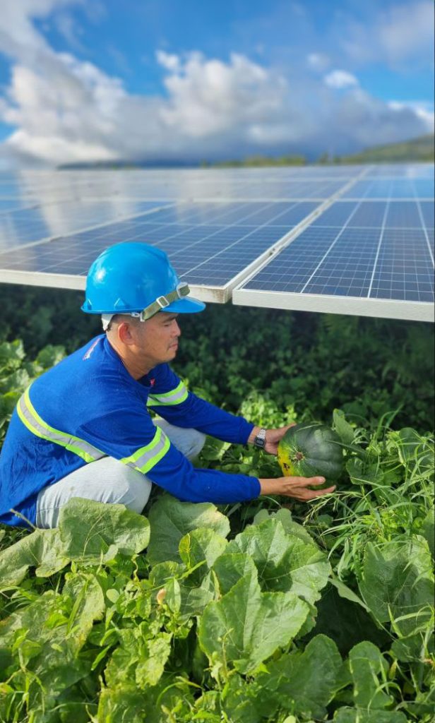 Agrivoltaics program at ACEN solar farms 616x1024