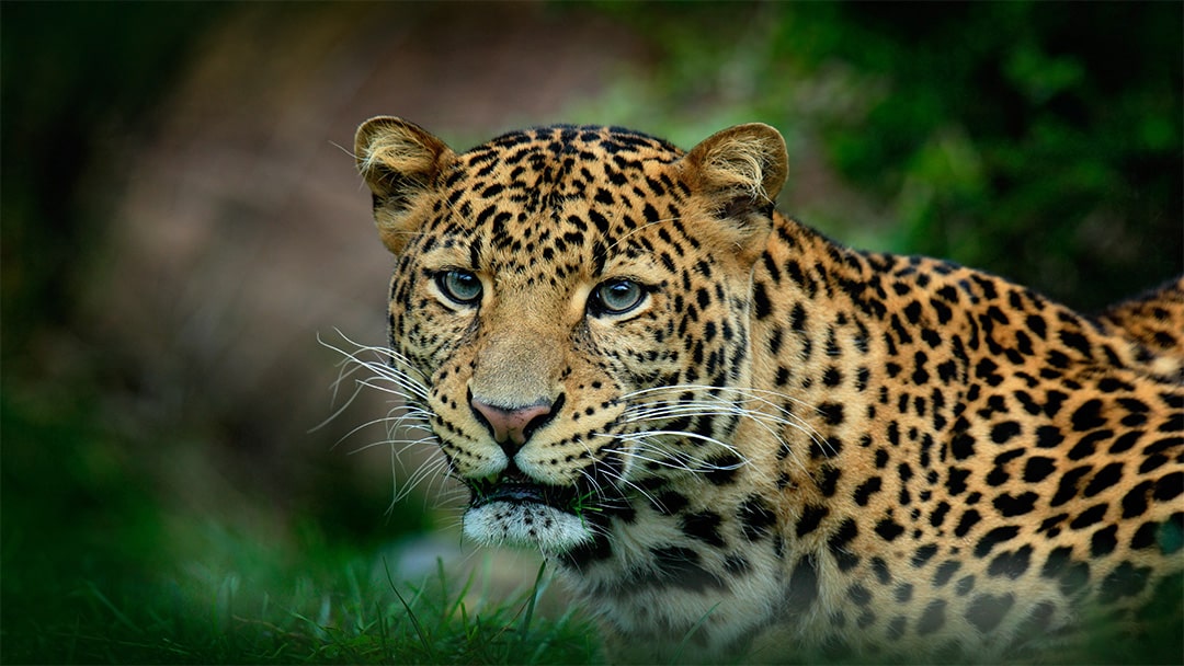 Javan leopard photo