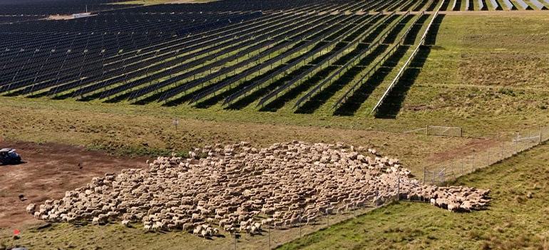 New England solar sheep grazing