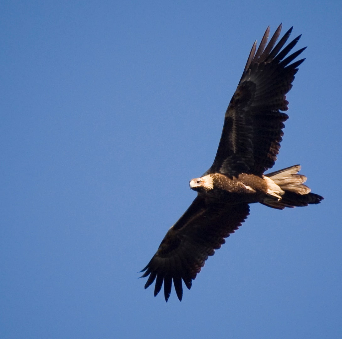 Tasmanian Wedge tailed Eagle