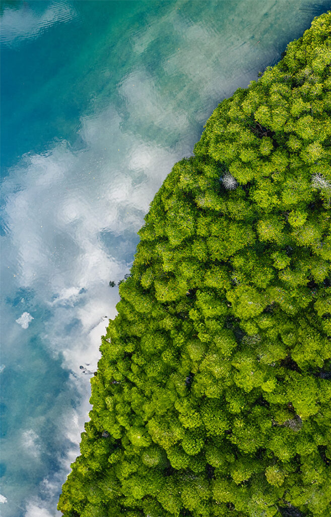 sea and mangrove trees