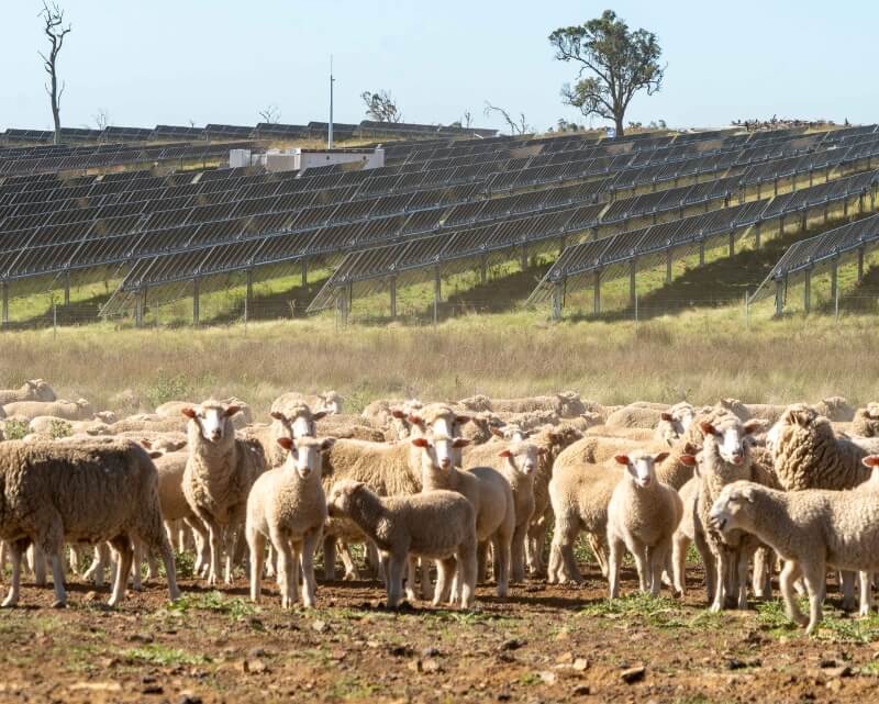 solar grazing at ACEN New England Solar in Australia